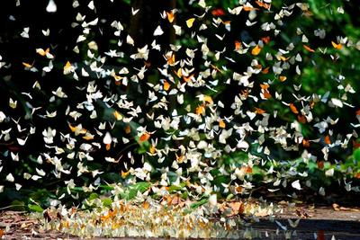  lifestyle (1428),  du lich (87), vườn quốc gia cúc phương tháng 4: có hẹn với những cánh bướm lung linh sắc màu