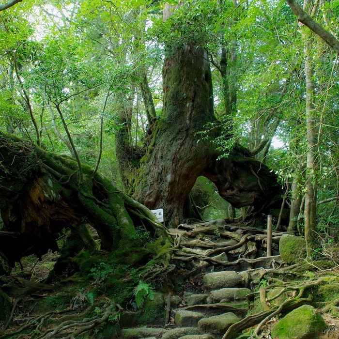 hang động trái tim trên đảo yakushima, hang động trái tim trên đảo yakushima đẹp tựa tiên cảnh giữa khu rừng ngàn tuổi 