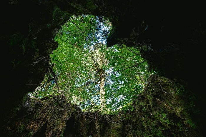 hang động trái tim trên đảo yakushima, hang động trái tim trên đảo yakushima đẹp tựa tiên cảnh giữa khu rừng ngàn tuổi 