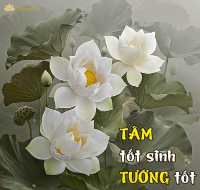 tâm sinh tướng - quy luật dạy ta về tâm tính thiện lành làm nên vẻ đẹp phúc hậu và ngược lại