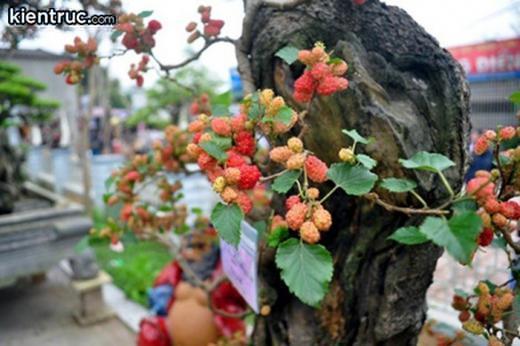 phong thủy trồng cây trước cổng nhà, phong thuy trong cay truoc cong nha, phong thủy trồng cây trước cổng nhà giúp gia chủ vượng khí, vượng tài