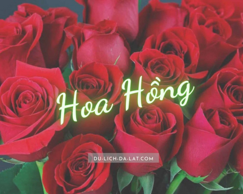 Giới thiệu về Hoa hồng – Ý nghĩa, đặc điểm, phân loại các loại hoa