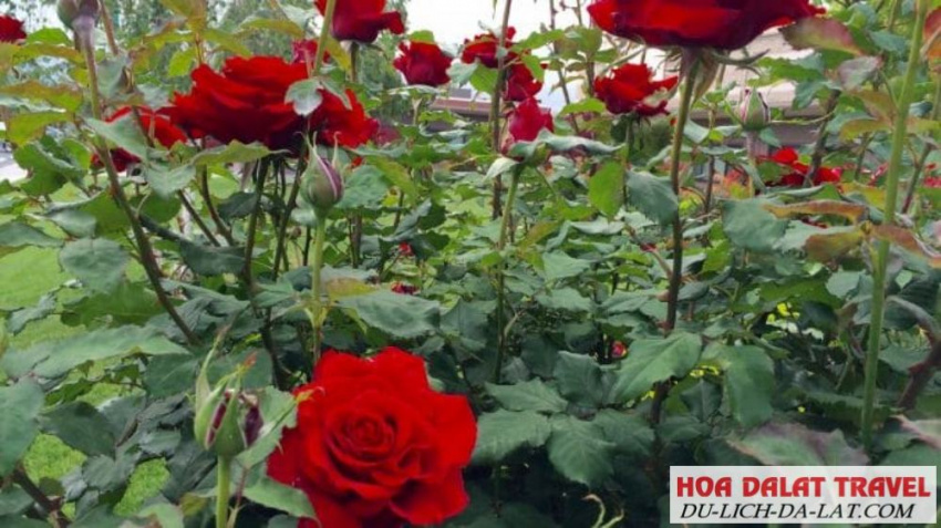 kinh nghiệm, giới thiệu về hoa hồng – ý nghĩa, đặc điểm, phân loại các loại hoa