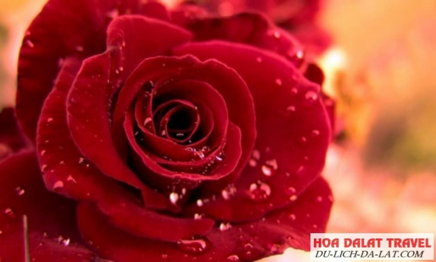 kinh nghiệm, giới thiệu về hoa hồng – ý nghĩa, đặc điểm, phân loại các loại hoa
