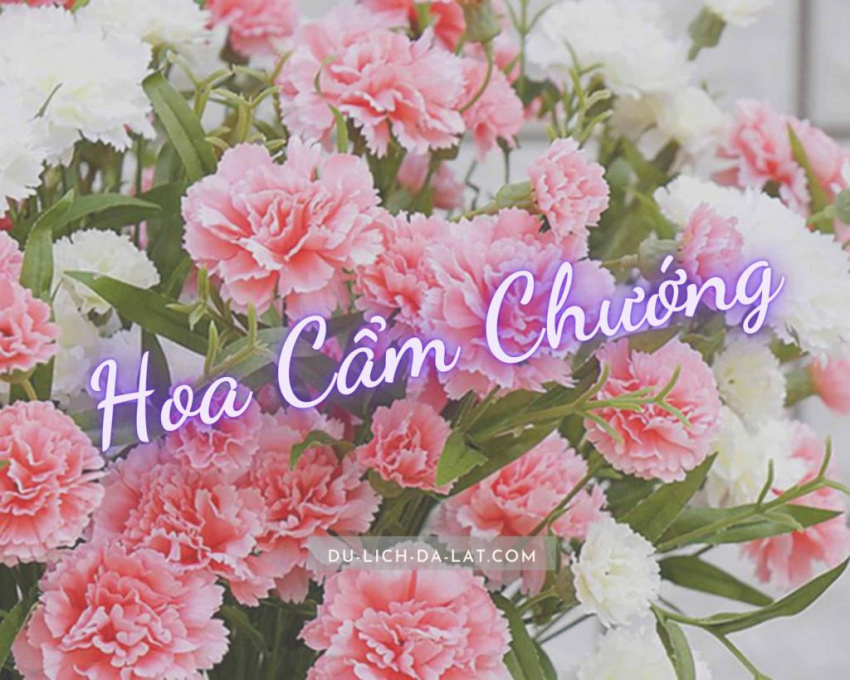 Hoa Cẩm Chướng: Ý nghĩa, đặc điểm và cách chăm sóc để có hoa đẹp