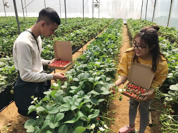 kinh nghiệm, review chi tiết #15 vườn dâu tây đà lạt tham quan free không sợ lừa đảo 2022