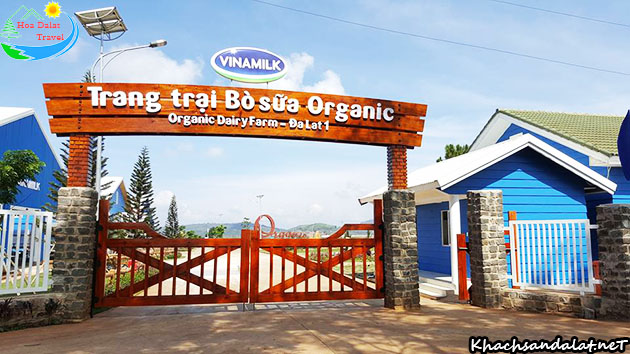 Trang trại bò sữa vinamilk organic Đà Lạt có gì? Review kinh nghiệm đi