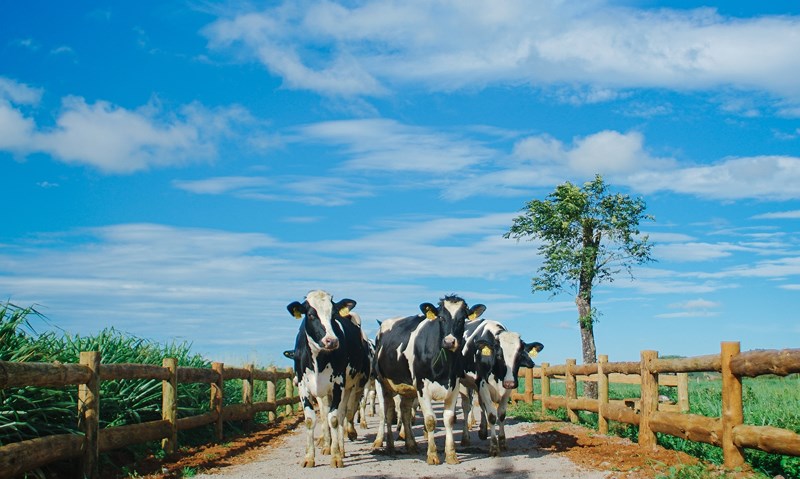 kinh nghiệm, trang trại bò sữa vinamilk organic đà lạt có gì? review kinh nghiệm đi