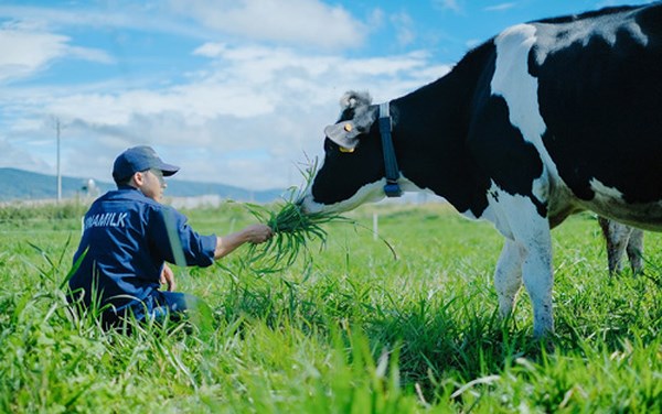 kinh nghiệm, trang trại bò sữa vinamilk organic đà lạt có gì? review kinh nghiệm đi