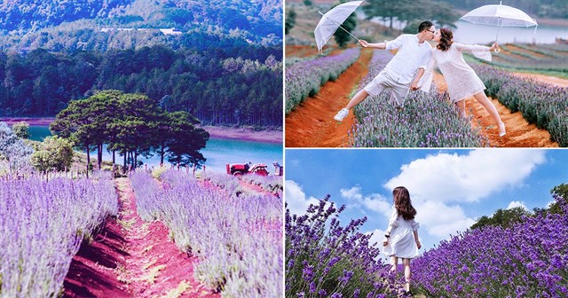 Review đường đi 2 cánh đồng hoa Lavender Đà Lạt mới view siêu đẹp
