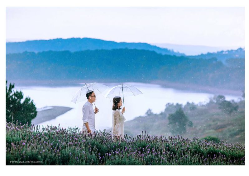 kinh nghiệm, review đường đi 2 cánh đồng hoa lavender đà lạt mới view siêu đẹp