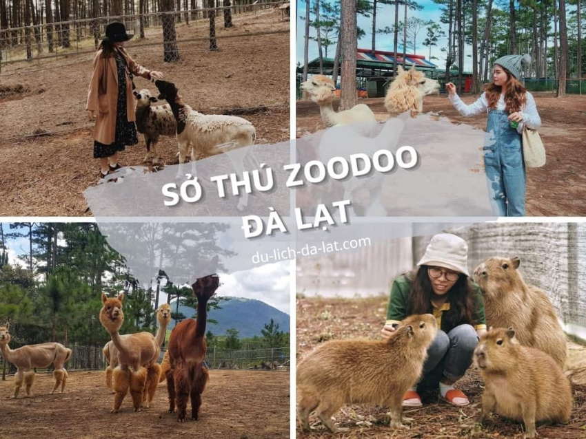 Chia sẻ kinh nghiệm đi sở thú Zoodoo Đà Lạt MỚI NHẤT 2022