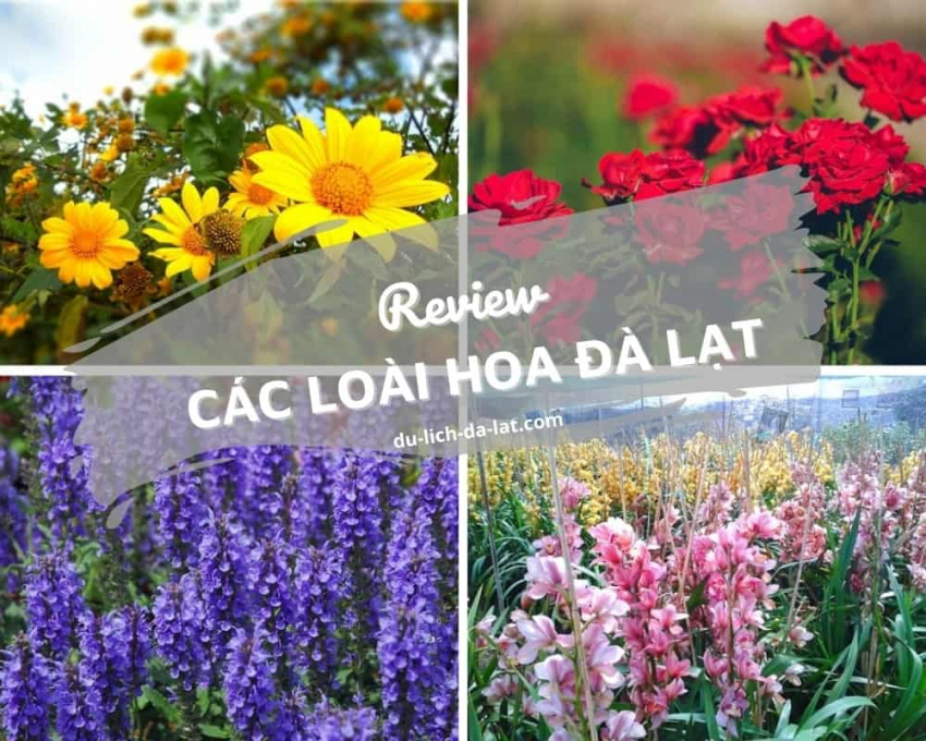 List #21 loài hoa Đà Lạt đẹp ”LUNG LINH” và ý nghĩa của chúng