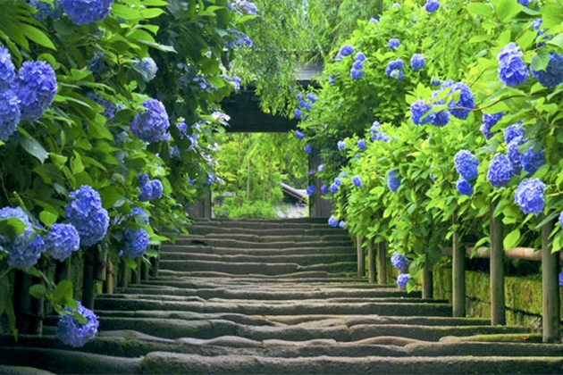 kinh nghiệm, trọn bộ bí kíp đi 5 vườn hoa cẩm tú cầu đà lạt đang ‘gây sốt’ năm nay