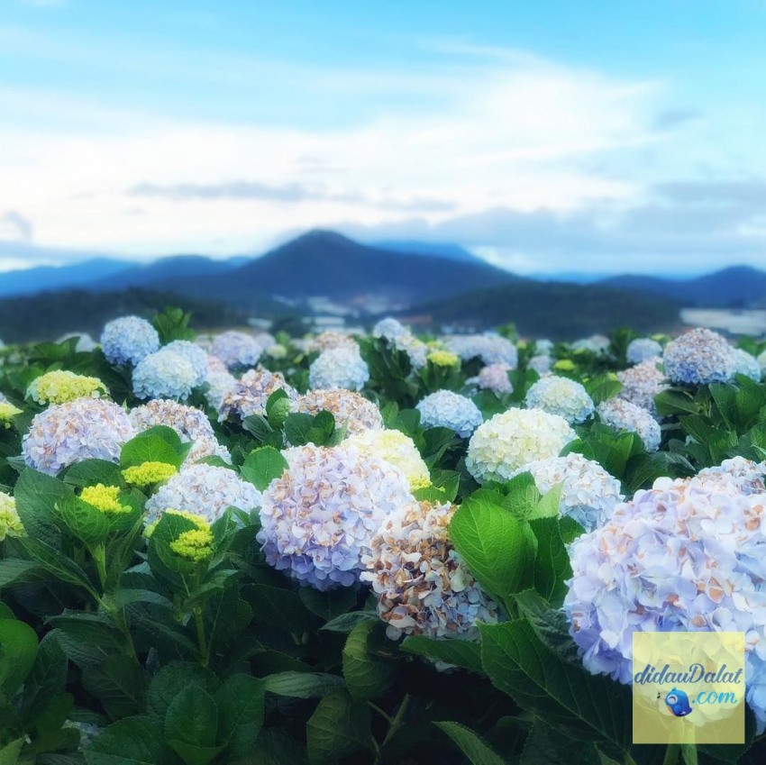 Top 5 vườn hoa cẩm tú cầu đang làm mưa làm gió tại Đà Lạt