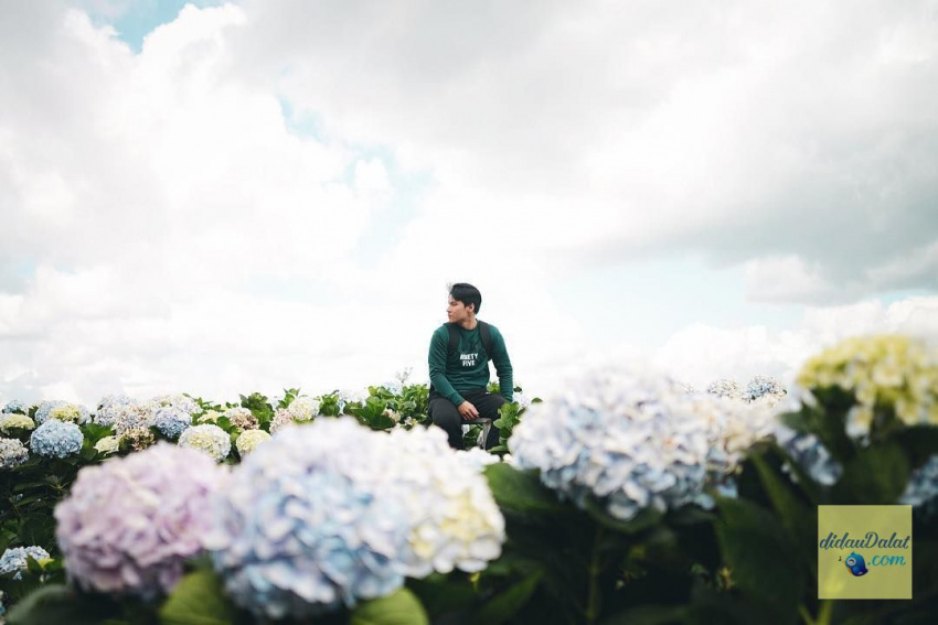 top 5 vườn hoa cẩm tú cầu đang làm mưa làm gió tại đà lạt