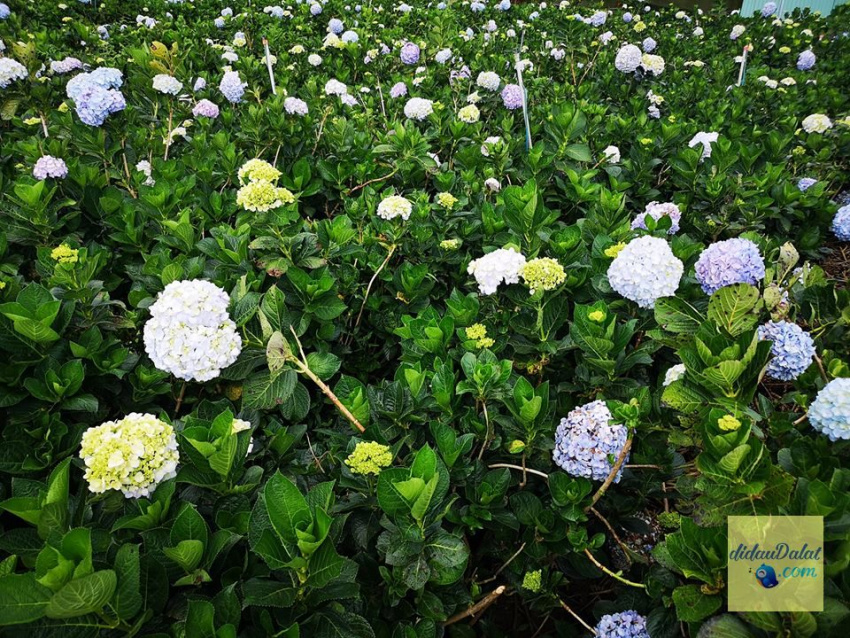 top 5 vườn hoa cẩm tú cầu đang làm mưa làm gió tại đà lạt