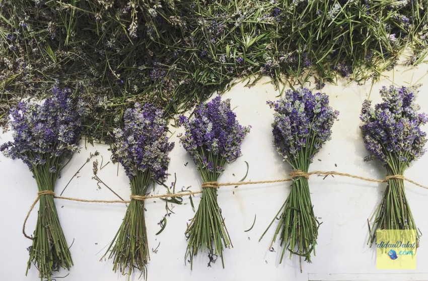 195 ảnh hoa oải hương – hoa lavender đà lạt đẹp ngất ngây