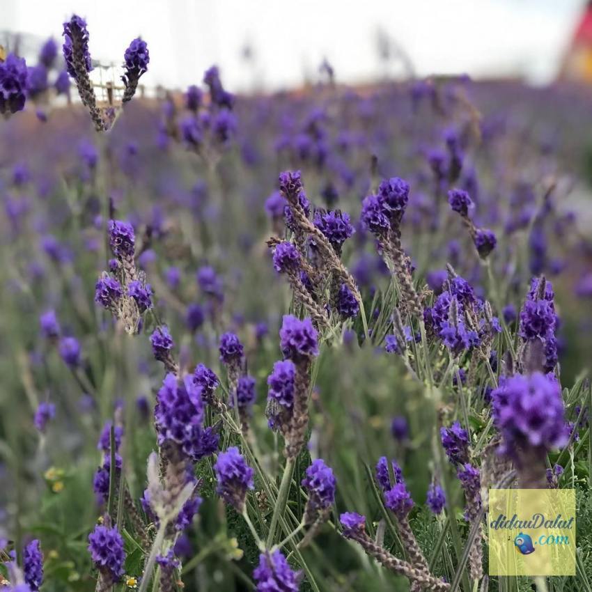 195 ảnh hoa oải hương – hoa lavender đà lạt đẹp ngất ngây