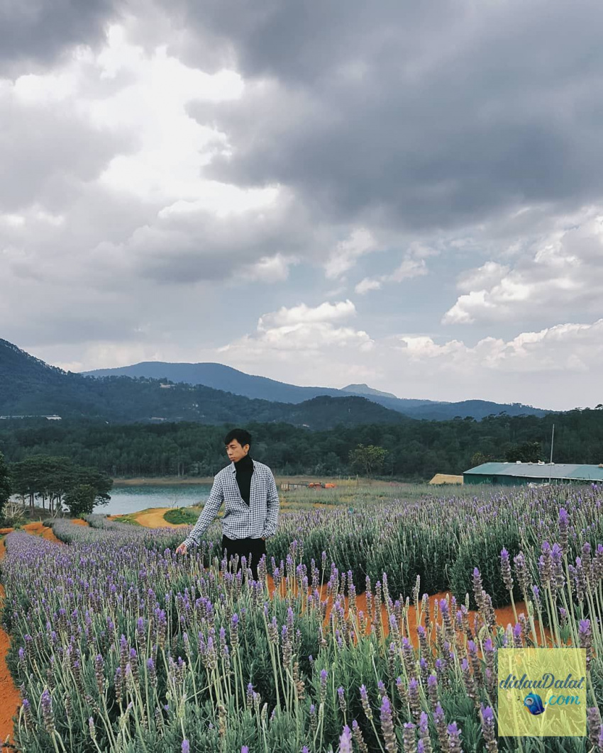 195 ảnh hoa oải hương – hoa lavender đà lạt đẹp ngất ngây