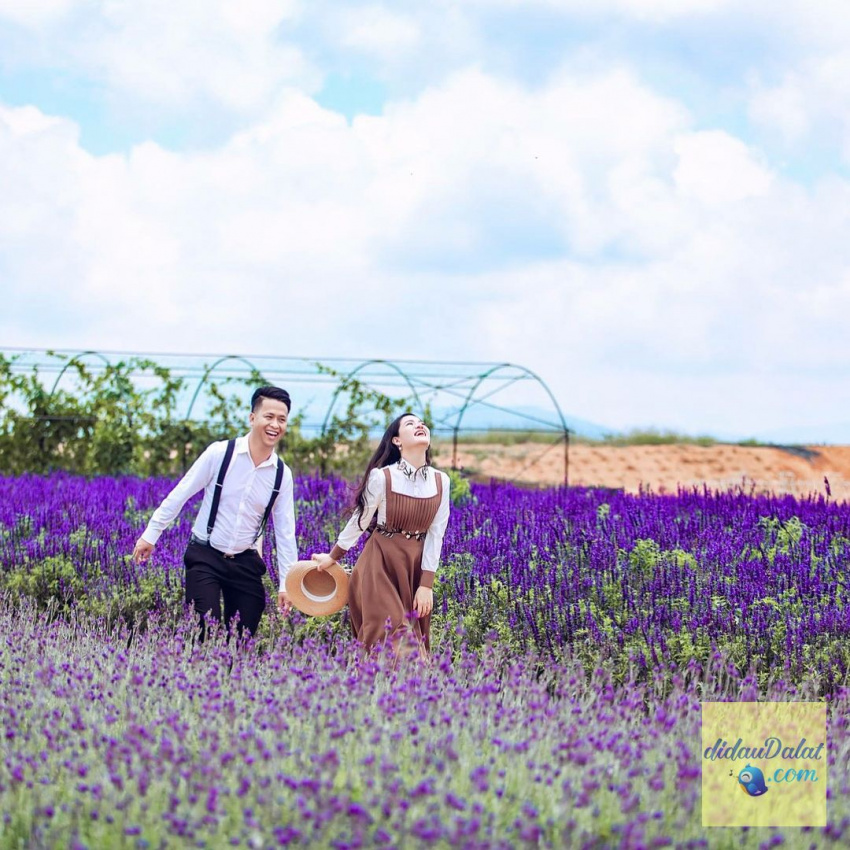 195 ảnh hoa oải hương – hoa lavender đà lạt đẹp ngất ngây