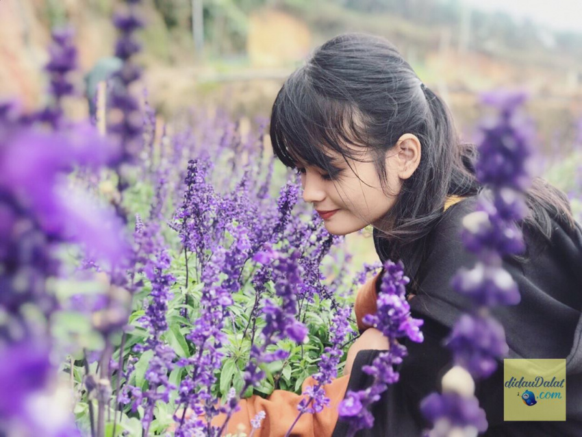 195 ảnh hoa oải hương – hoa lavender đà lạt đẹp ngất ngây