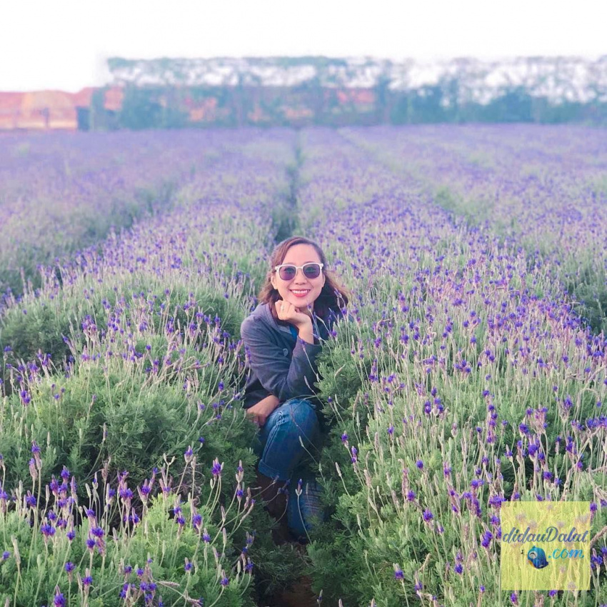 195 ảnh hoa oải hương – hoa lavender đà lạt đẹp ngất ngây