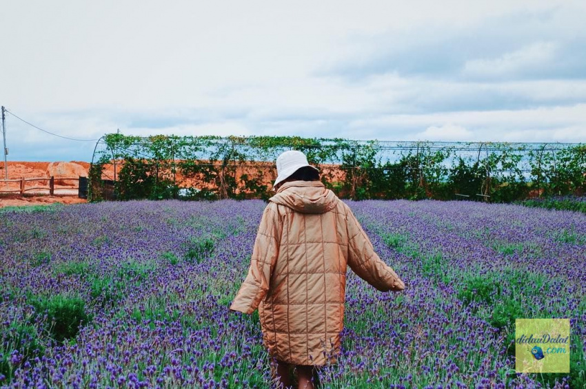 195 ảnh hoa oải hương – hoa lavender đà lạt đẹp ngất ngây