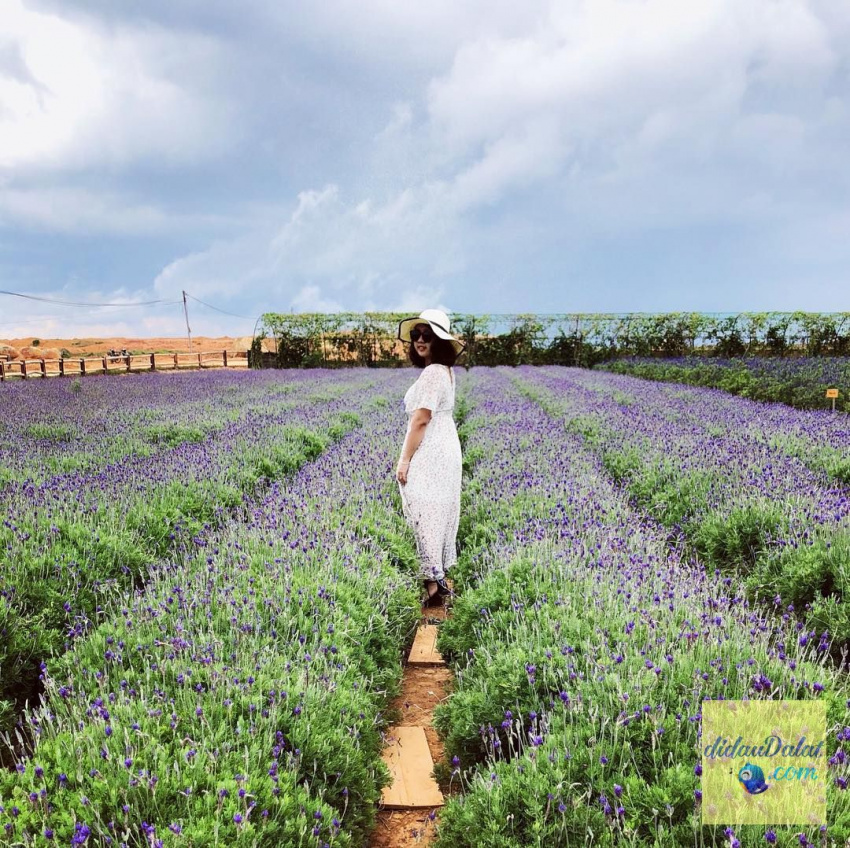 195 ảnh hoa oải hương – hoa lavender đà lạt đẹp ngất ngây