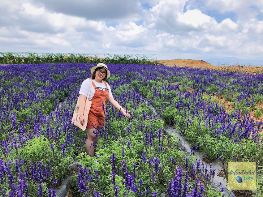 195 ảnh hoa oải hương – hoa lavender đà lạt đẹp ngất ngây