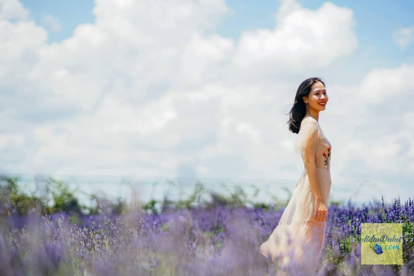 195 ảnh hoa oải hương – hoa lavender đà lạt đẹp ngất ngây