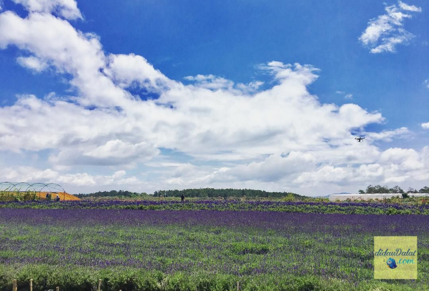 195 ảnh hoa oải hương – hoa lavender đà lạt đẹp ngất ngây