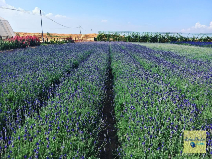 195 ảnh hoa oải hương – hoa lavender đà lạt đẹp ngất ngây