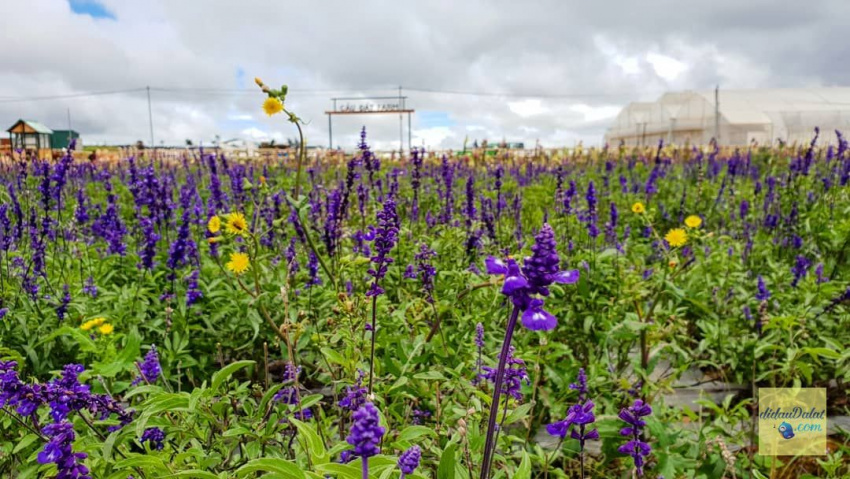 195 ảnh hoa oải hương – hoa lavender đà lạt đẹp ngất ngây