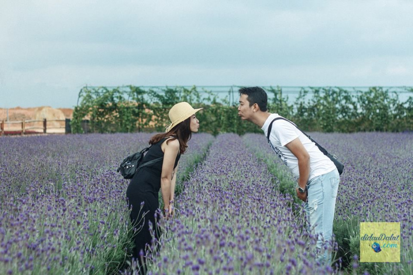 195 ảnh hoa oải hương – hoa lavender đà lạt đẹp ngất ngây