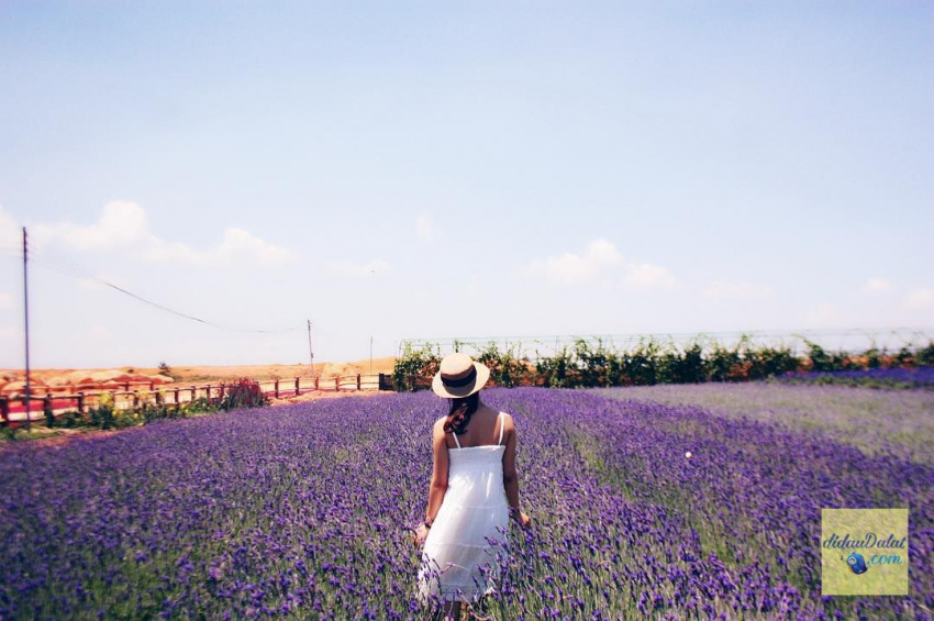 195 ảnh hoa oải hương – hoa lavender đà lạt đẹp ngất ngây