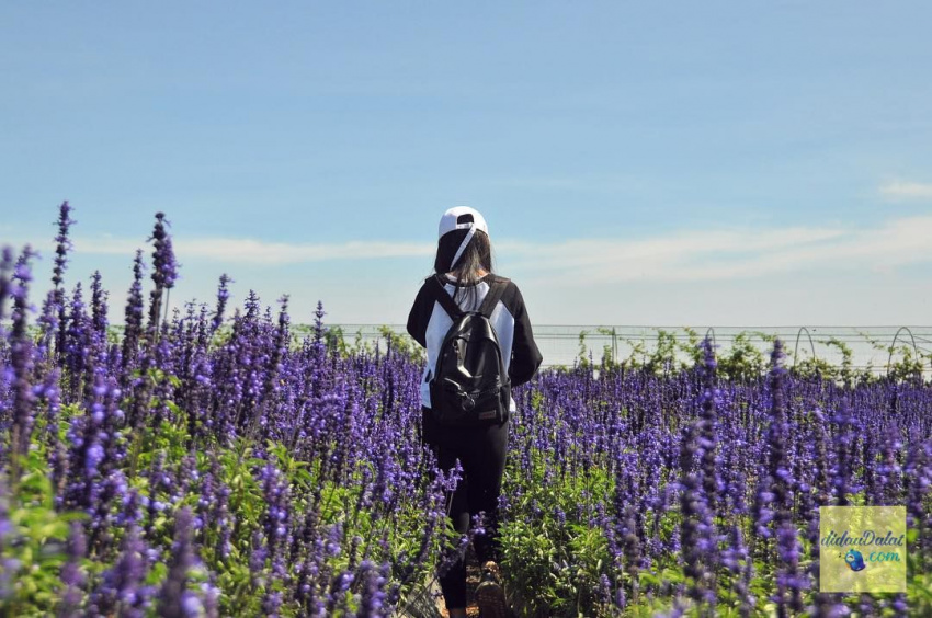 195 ảnh hoa oải hương – hoa lavender đà lạt đẹp ngất ngây