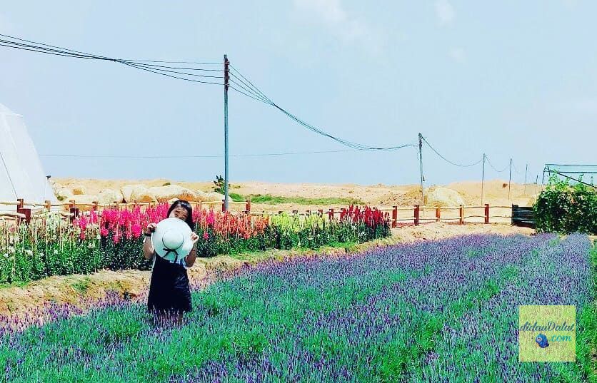 195 ảnh hoa oải hương – hoa lavender đà lạt đẹp ngất ngây