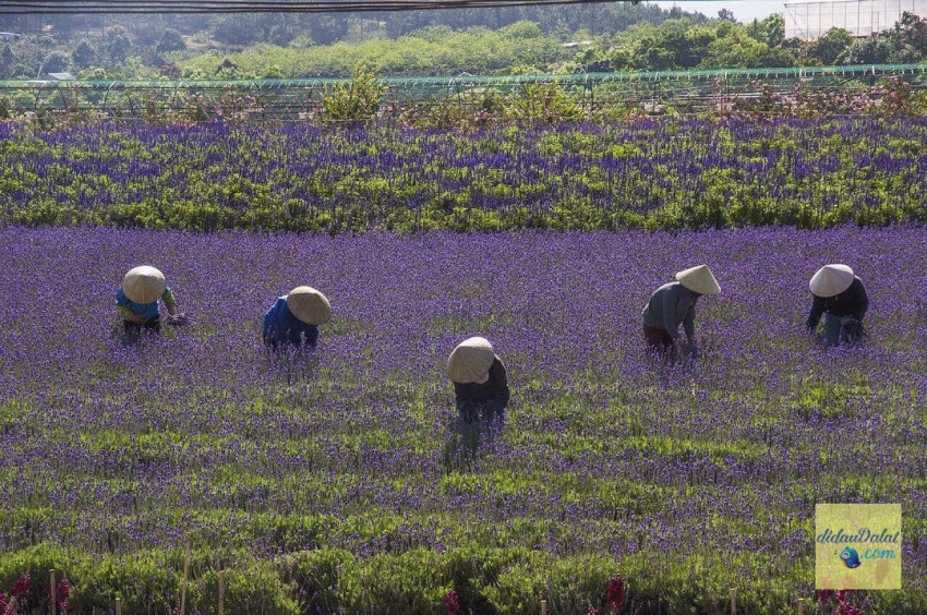 195 ảnh hoa oải hương – hoa lavender đà lạt đẹp ngất ngây