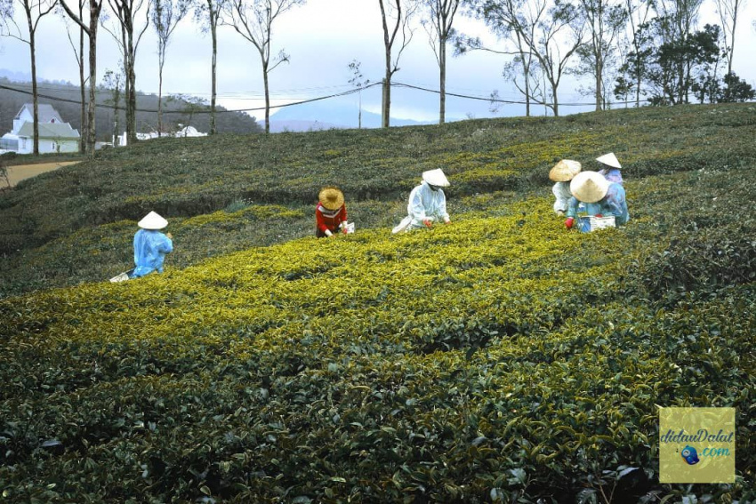 195 ảnh hoa oải hương – hoa lavender đà lạt đẹp ngất ngây