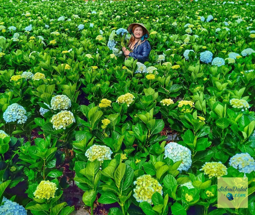 195 ảnh hoa oải hương – hoa lavender đà lạt đẹp ngất ngây