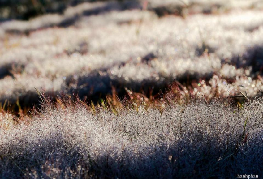 hướng dẫn đường đi chi tiết đến đồi cỏ hồng đà lạt mới nhất 2020