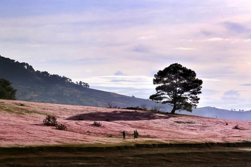 hướng dẫn đường đi chi tiết đến đồi cỏ hồng đà lạt mới nhất 2020