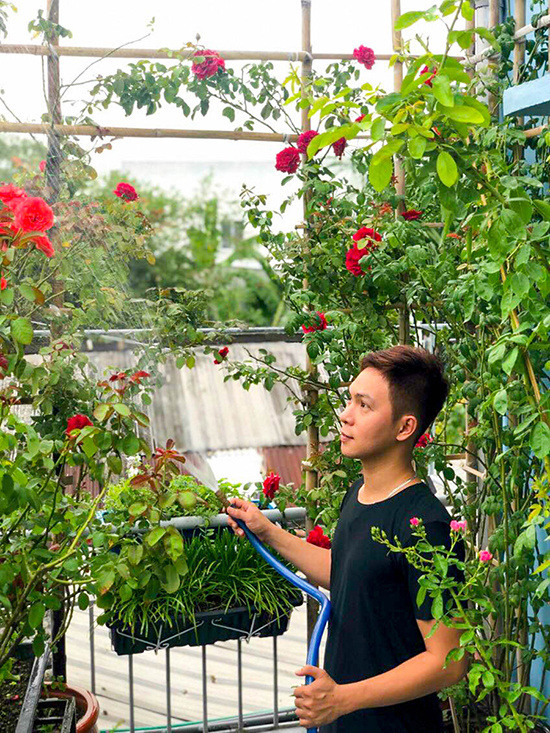 Chàng trai biến ban công thành vườn hồng đủ màu để tặng cha mẹ