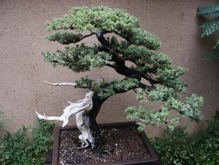 , học cách trang trí vườn cực đẹp với cây bonsai của người nhật