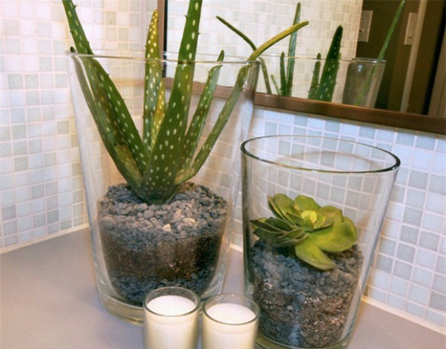 Những loại cây xanh nào nên trồng trong phòng tắm?