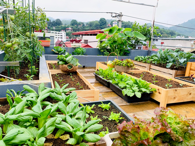 Chiêm ngưỡng vườn rau trên sân thượng của gia đình ở Sơn La