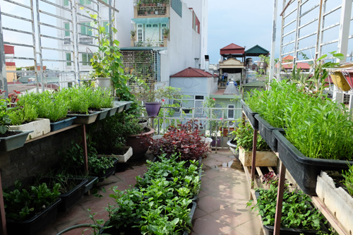 , sân thượng nhà phố biến thành vườn rau, quả xanh tốt