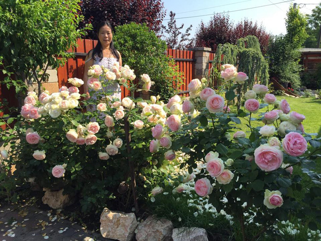 , hoa hồng rực rỡ trong vườn nhà suốt 20 năm