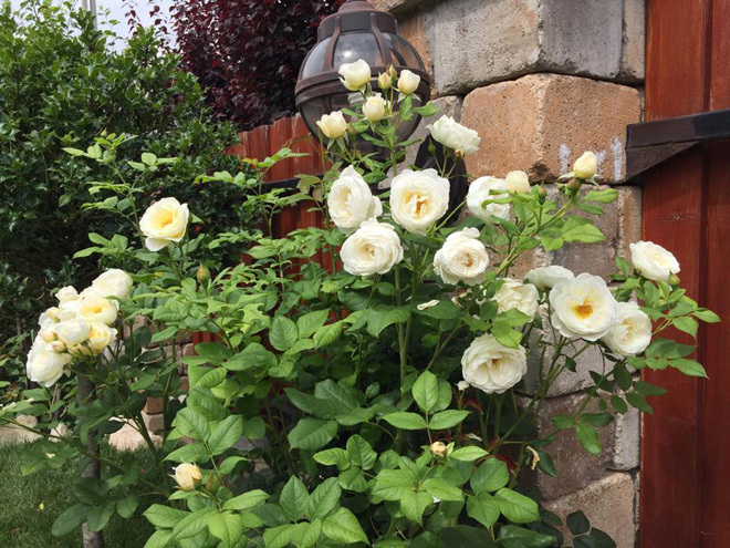 , hoa hồng rực rỡ trong vườn nhà suốt 20 năm